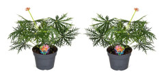 Jatropha multifida - Set om 2 - Krukväxt - ⌀17 - Höjd 40 cm