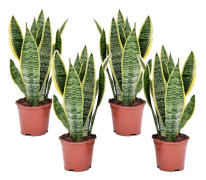 Svärmorstunga - Set om 4 - Sansevieria trifasciata - Höjd 35-40cm - ⌀12cm