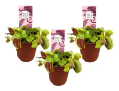 Venus flugfälla - Set om 3 - Dionaea muscipula - Höjd 5-15cm - ⌀5,5cm