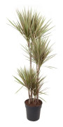 Dracaena Bicolor - Krukväxt - ⌀27cm - Höjd 140-150 cm
