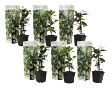Toskansk jasmin - Set om 6 - Trachelospermum jasminoides - Höjd 25-40cm - ⌀9cm