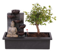 Bonsaiträd - Bonsai - Höjd 25-35cm - ⌀29cm