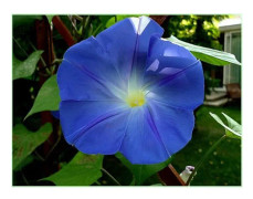 40 Blue Ipomoe Seeds - klättrande blommor grönsaksträdgårdar - EKOLOGISK metod