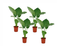 Alocasia Macro - Kvantitet: 4 - Krukväxt - ⌀ 17 - Höjd 60 cm