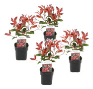 Snittmispel - Set om 4 - Photinia fraseri 'Red Robin' - Höjd 30-40cm - ⌀17cm
