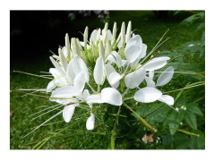 250 White Cleome Seeds - växtblommor - EKOLOGISK metod