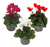 Persiskt cyklamen - Set om 3 - Cyclamen persicum - Höjd 10-20cm - ⌀9cm