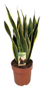 Svärmorstunga - Sansevieria trifasciata Laurentii - Höjd 65-75cm - ⌀21cm