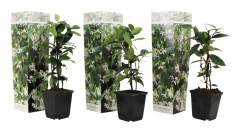 Jasmin - Set om 3 - Trachelospermum jasminoides - Höjd 25-40cm - ⌀9cm