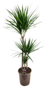 Banddracena - Dracaena marginata - Höjd 110-130cm - ⌀24cm