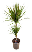 Dracaena 'Bicolor' Banddracena - Krukväxt - ⌀17cm - Höjd 70-80cm