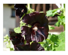 35 Black Hollyhock Seeds - prydnadsträdgårdsblommor - EKOLOGISK metod