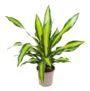Banddracena - Dracaena fragrans 'Charley' - Höjd 100-110cm - ⌀24cm