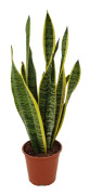 Svärmorstunga - Sansevieria trifasciata Laurentii - Höjd 40-50cm - ⌀14cm