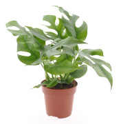Hålväxt - Rhaphidophora tetrasperma - Höjd 20-30cm - ⌀12cm