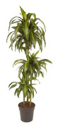 Banddracena - Dracaena surculosa 'Hawaiian Sunshine' - Höjd 130-140cm - ⌀24cm