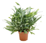 Phlebodium blå stjärna - Hartassbräken - Krukväxt - ⌀17 - Höjd 40-50cm