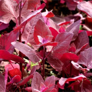 100 Red Orach Seeds - antika grönsaker - ekologisk metod grönsaksland