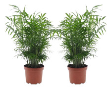 Chamaedorea Elegans - Bergpalm - Set om 2 - Krukväxt - Höjd 50-60cm