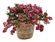 Pernettya 'Bärljung' rosa i korgen - Trädgårdsväxt - Höjd 25-40cm