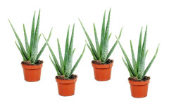 Aloe vera - Set om 4 - Aloe barbadensis - Höjd 25-40cm - ⌀10,5cm