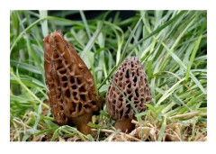 Konisk Morel Mycelium Mushrooms svampodlingssats (15 ml tub)
