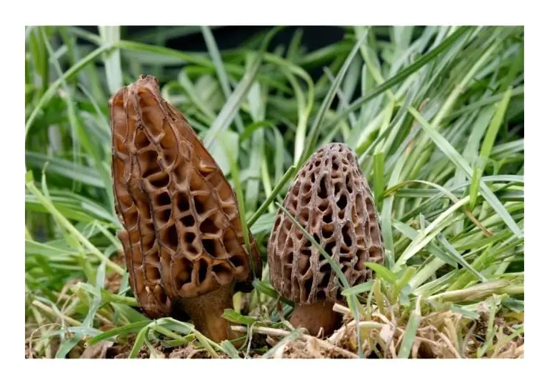 Konisk Morel Mycelium Mushrooms svampodlingssats (15 ml tub)