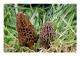 Konisk Morel Mycelium Mushrooms svampodlingssats (15 ml tub)