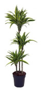 Banddracena - Dracaena 'Lemon Lime' - Höjd 130-140cm - ⌀24cm
