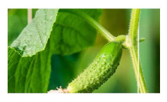 50 Paris Green Pickle Seeds - grönsaksväxt ORGANISK metod