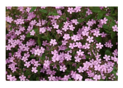 150 Montpellier tvålörtsfrön - fleråriga blommor ORGANISK metod