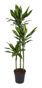 Banddracena - Dracaena fragrans 'Cintho' - Höjd 140-150cm - ⌀24cm