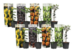 Medelhavsväxtblandning - Set om 8 - Citrus, ficus, olea - Höjd 25-40cm - ⌀9cm