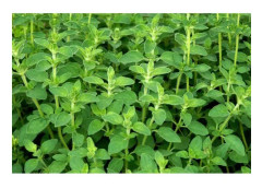 500 oregano frön - aromatisk trädgårdsväxt organisk metod
