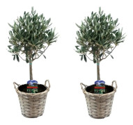 Olivträd - Set om 2 - Olea europaea - Höjd 50-60cm - ⌀14cm