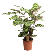 Kalatea 'Makoyana' - Krukväxt - ⌀21cm - Höjd 60-70cm