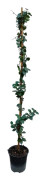 Jasmin - Trachelospermum jasminoides - Höjd 110-120cm - ⌀17cm