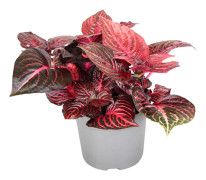 Höblomster - Iresine herbstii - Höjd 20-30cm - ⌀13cm