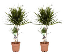 Banddracena - Set om 2 - Dracaena marginata - Höjd 70-80cm - ⌀17cm