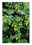 100 klätterhumlefrön - Humulus lupulus - öl - bondfrön