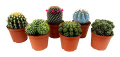 Mini kaktusar - Set om 6 - Cactus - Höjd 5-10cm - ⌀5,5cm