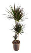 Banddracena - Dracaena marginata 'Magenta' - Höjd 110-130cm - ⌀24cm