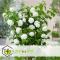 Viburnum opulus Snöbollsbuske - Set om 2 - Trädgårdsväxt - ⌀17cm - Höjd 25-40cm