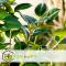 Japansk Ros - Set om 3 - Camellia japonica 'Bonomiana' - Höjd 25-40cm - ⌀9cm