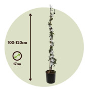 Jasmin - Trachelospermum jasminoides - Höjd 110-120cm - ⌀17cm