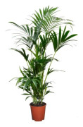 Förmakspalm - Howea forsteriana - Höjd 90-100cm - ⌀18cm