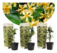 Toskansk jasmin - Set om 3 - Trachelospermum jasminoides - Höjd 25-40cm - ⌀9cm
