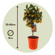 Apelsinträd - Citrus mitis 'Calamondin' - Höjd 55-65cm - ⌀19cm