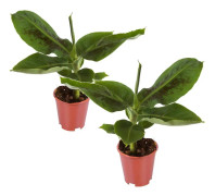 Bananväxt - Set om 2 - Musa 'Oriental Dwarf' - Höjd 25-40cm - ⌀12cm