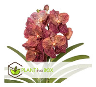Vanda 'Leopardkorall' - Krukväxt - Orkidé - Höjd 80-90cm